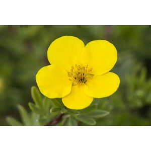 Nahaufnahme einer leuchtend gelben Blüte des Fingerstrauchs 'Goldteppich'.
