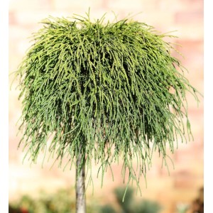 Hochstamm Gelbe Fadenzypresse Sungold, 80-100cm, Chamaecyparis pisifera.