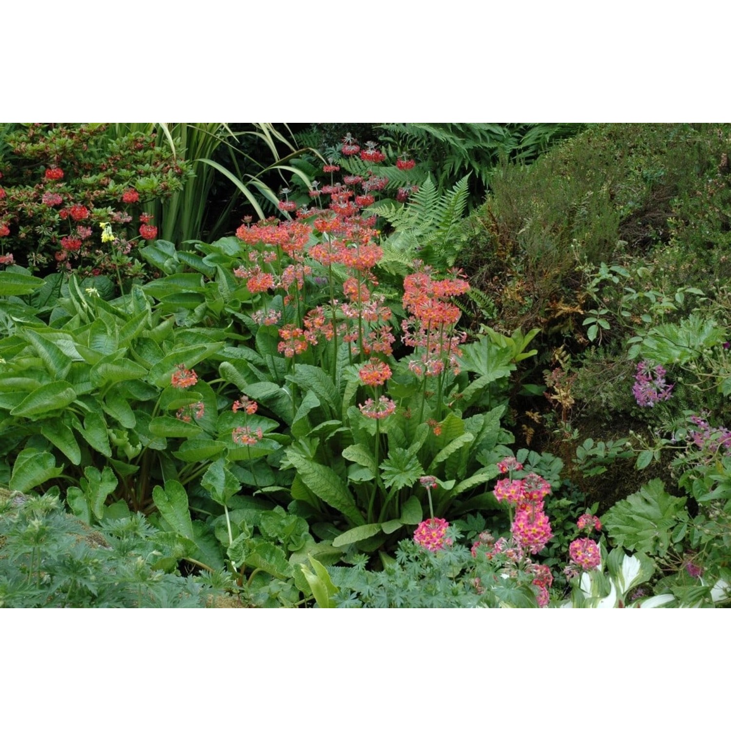 Primula X Bullesiana Etagenprimel Ca. 9x9 cm Topf günstig online kaufen