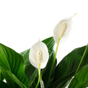 Nahaufnahme eines Einblatts (Spathiphyllum) mit weißen Blüten und grünen Blättern. Luftreinigende Grünpflanze im Topf.