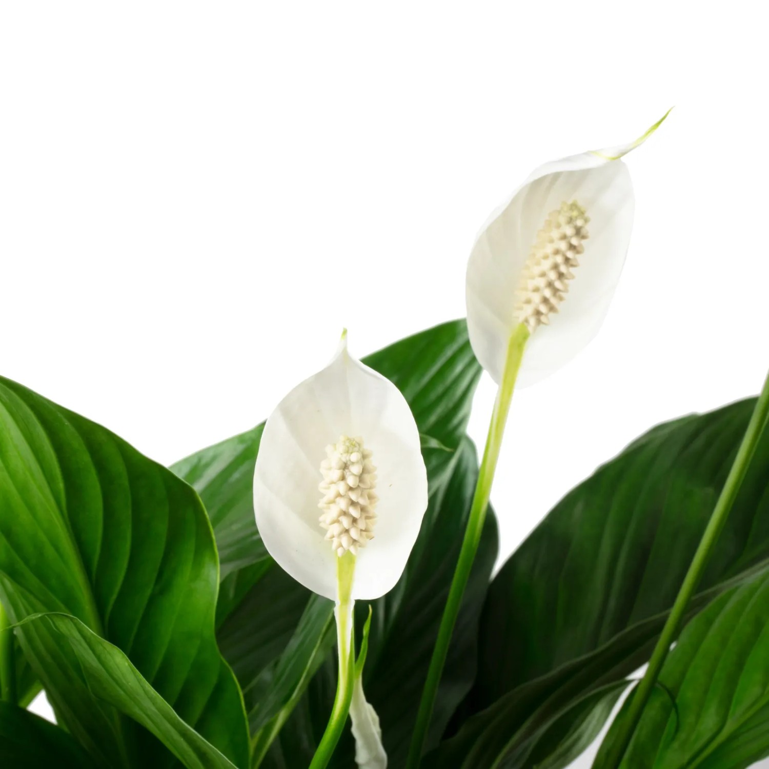Value Greens Einblatt Spathiphyllum luftreinigend 70 cm 17 cm kaufen bei OBI