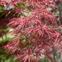 Acer Palmatum Red Pygmy: Japanischer Ahorn mit tiefroten Blättern.