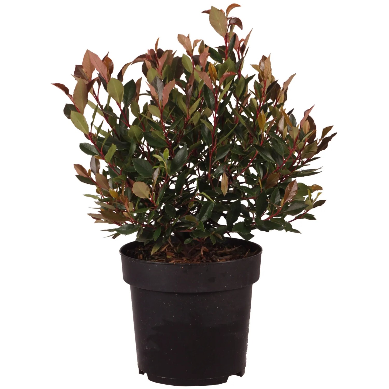GROW by OBI Glanzmispel "Chico" Kugel H ca. 20cm Topf 2,8l Photinia fraseri