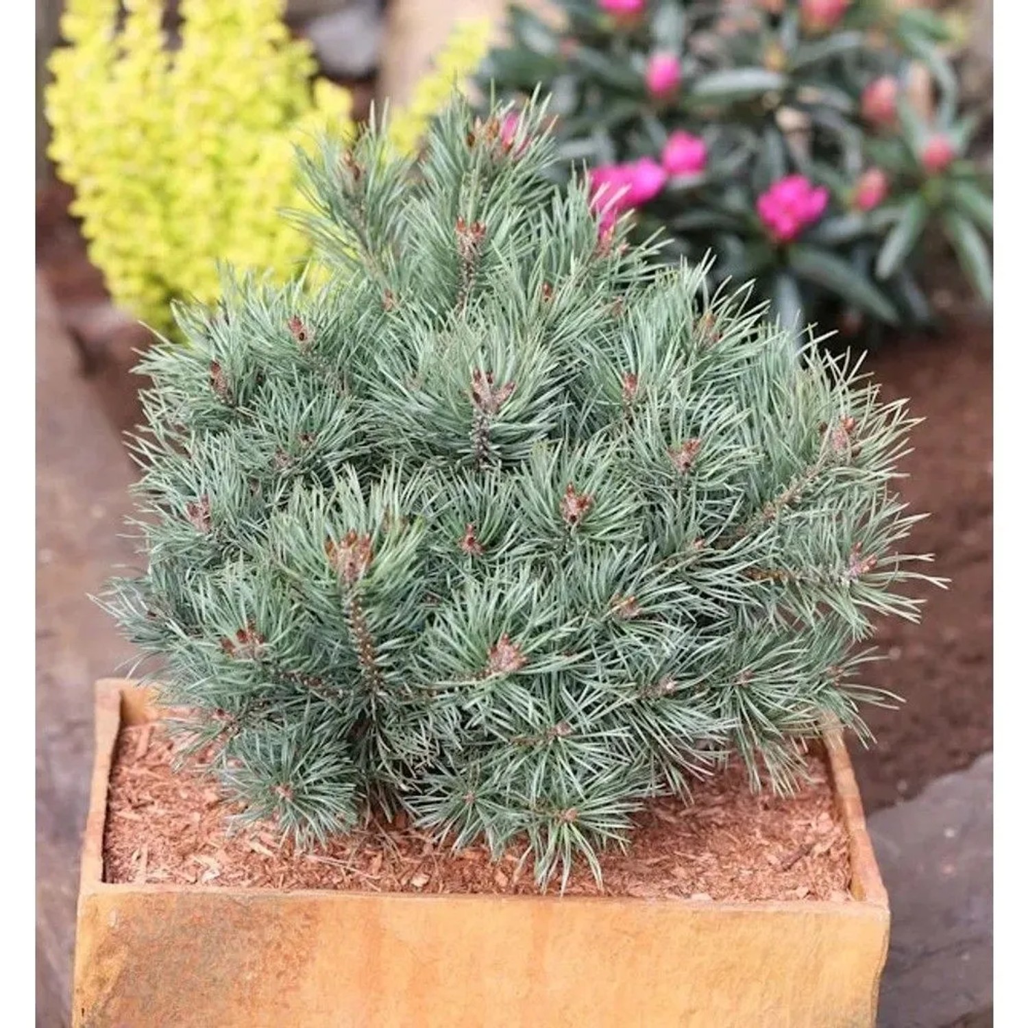 Blaue Zwerg Kiefer Martham 25-30cm - Pinus sylvestris