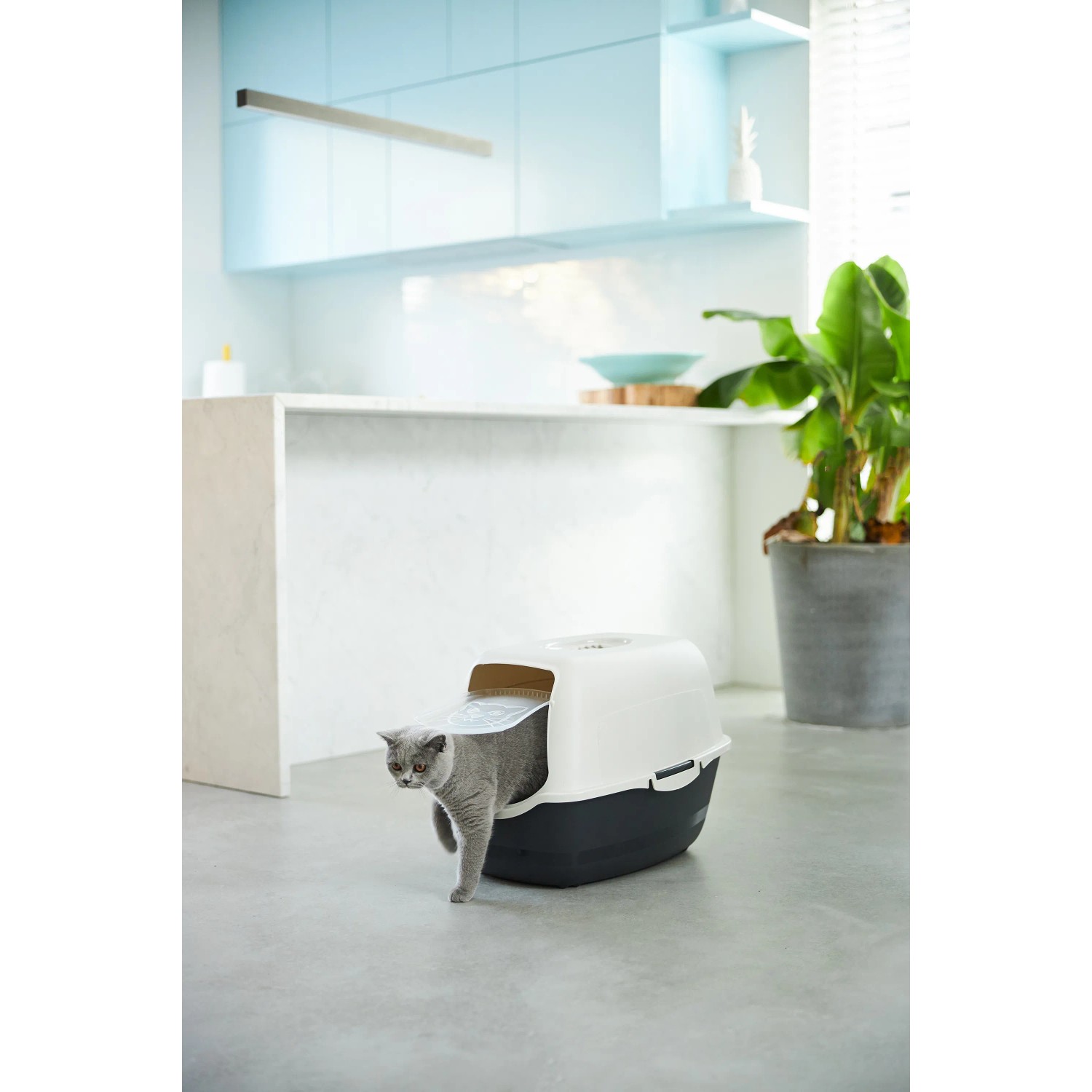 Rotho Katzentoilette Eco Bailey, schwarz/sand, mit Katze beim Verlassen des Katzenklos.