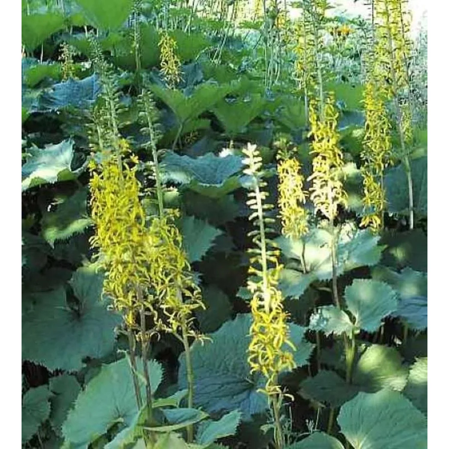 Kreuzkraut Zepter - Ligularia hybrid