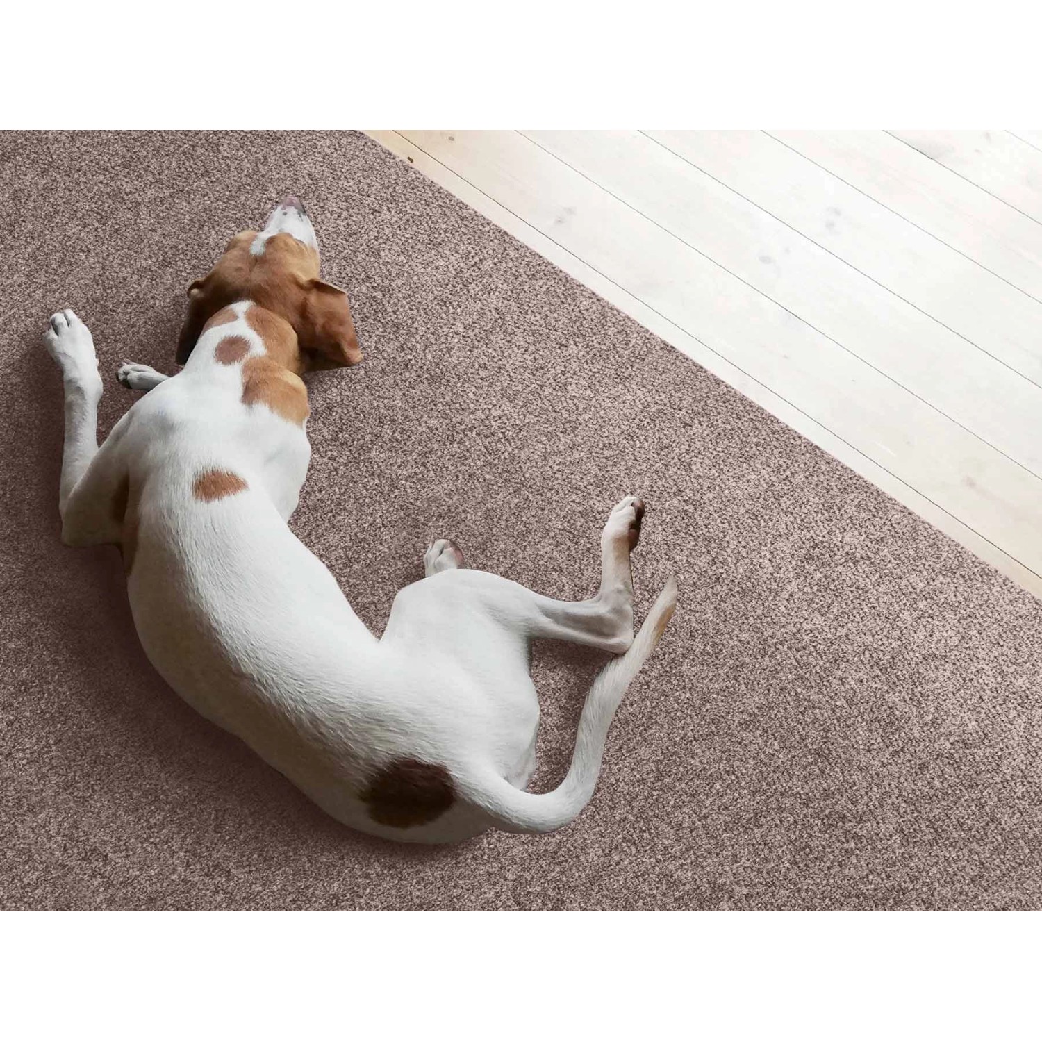 Beiger Teppichläufer Primaflor Picollo mit Hund im Flur.