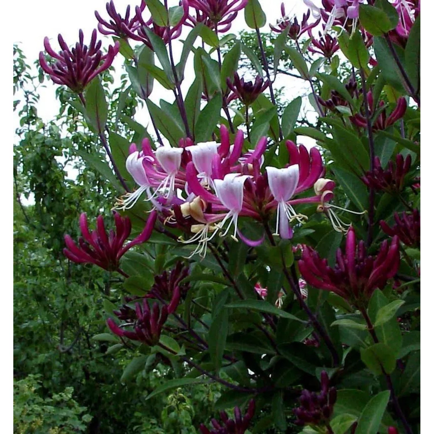 Geißschlinge Goldflame 60-80cm - Lonicera heckrottii