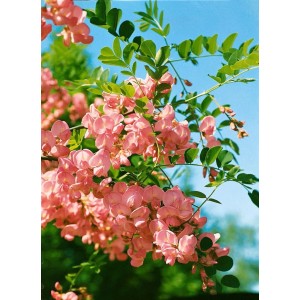 Rosa Robinie (Robinia Hispida Macrophylla) mit üppigen, rosa Blüten und grünen Blättern.