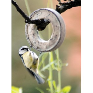 Meise pickt an Dobar Meisenring (3er Set) Wildvogelfutter am Baum.