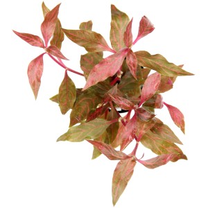 Dennerle Aquariumpflanze Alternanthera Reineckii Red Ruby mit roten Blättern.
