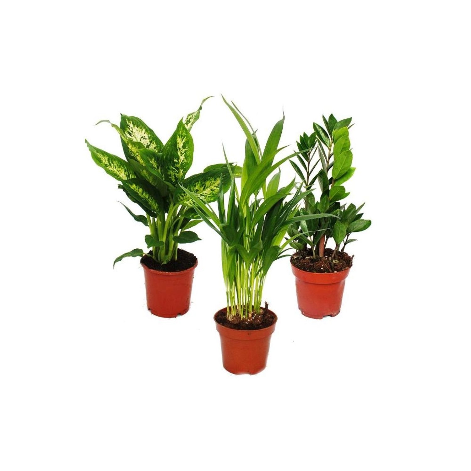 Exotenherz Zimmerpflanzen Mix I 3er Set Dieffenbachia Arecapalme Chrysalidorpus Zamiopalme Zamioculcas 10-12cm Topf