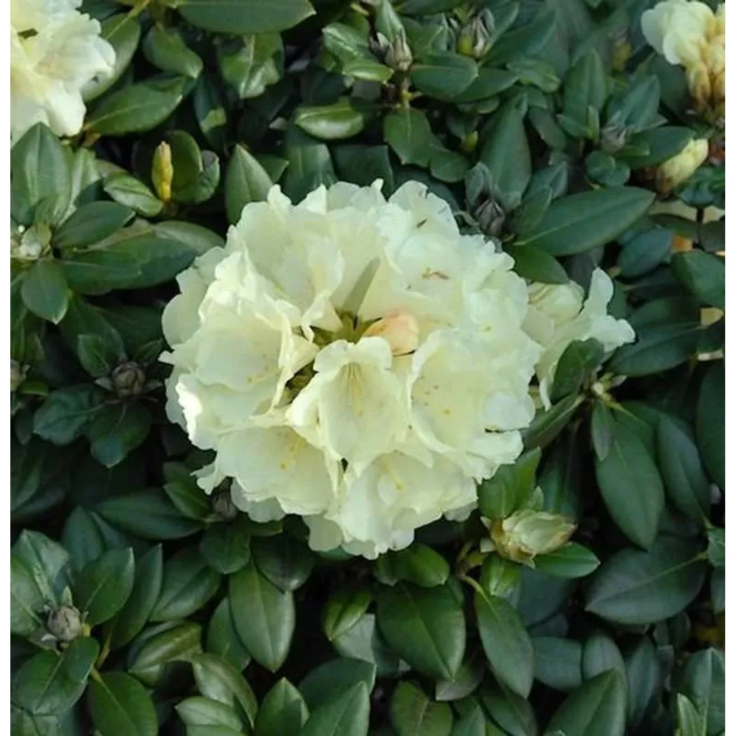 Rhododendron Centennial Gold 20-25cm - Alpenrose