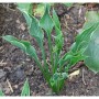 Funkie 'Praying Hands' (Hosta cultorum) mit aufrechten, grün-weiß geränderten Blättern.