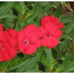 Nahaufnahme der roten Blüten der Federnelke Munot (Dianthus plumarius) im Garten.