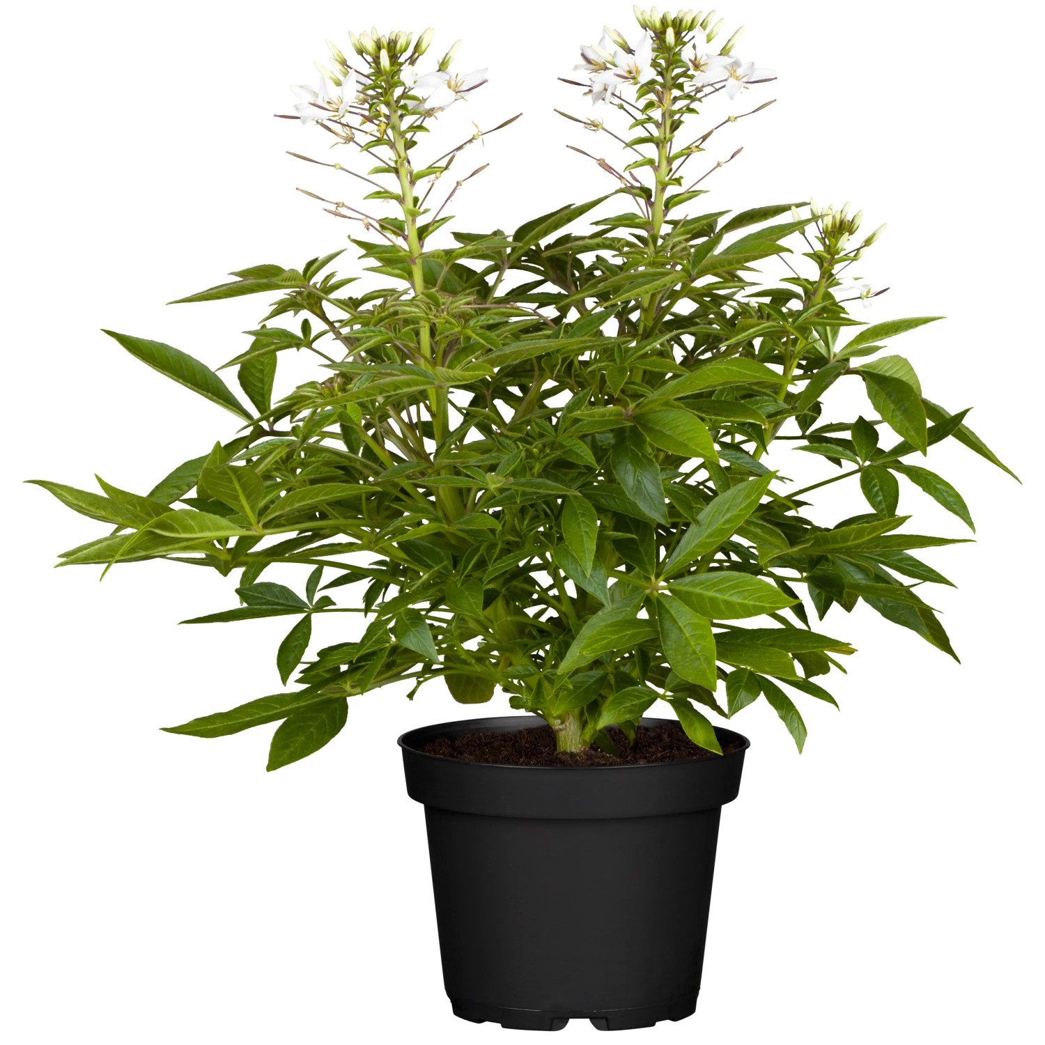 Spinnenblume Cleome spinosa 10-20 cm Hhe 12 cm Topf- kaufen bei OBI