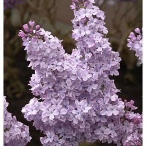 Edelflieder Michael Buchner 100-125cm - Syringa vulgaris