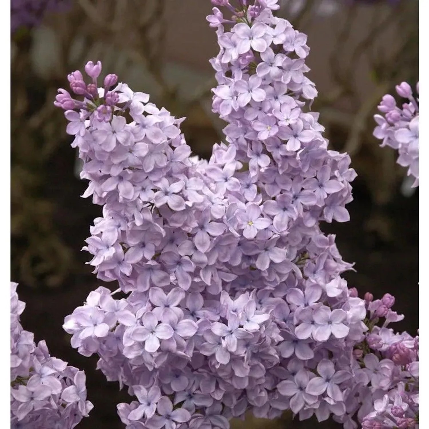 Edelflieder Michael Buchner 100-125cm - Syringa vulgaris