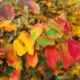 Herbstlicher Eisenholzbaum (Parrotia persica) mit leuchtend rotem, gelbem und orangem Laub.