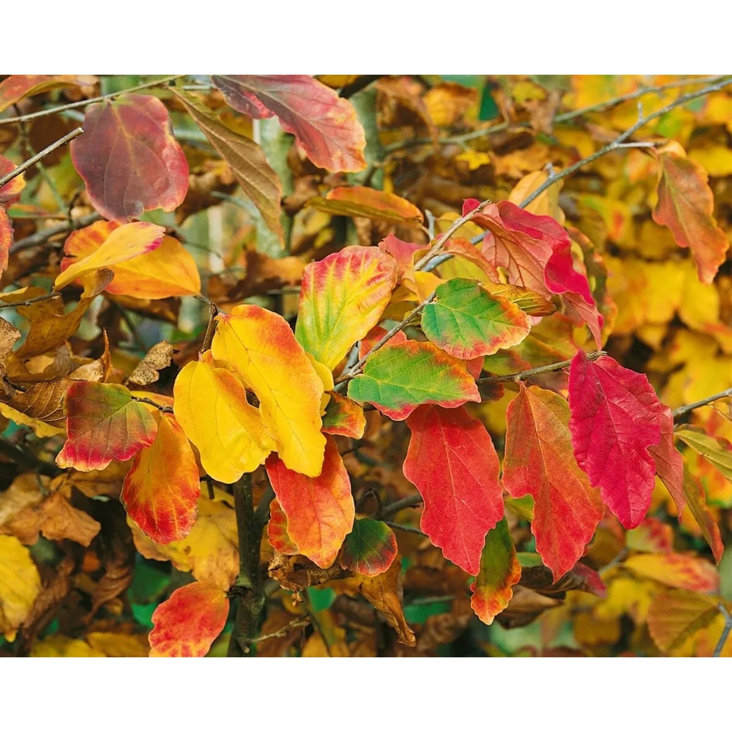 Herbstlicher Eisenholzbaum (Parrotia persica) mit leuchtend rotem, gelbem und orangem Laub.