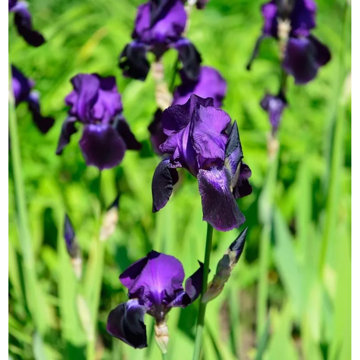 Schwertlilie Rheinländerin - Iris barbata