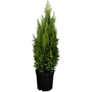 Grüne Kegelzypresse 'Ellwood's Empire' im Topf, ca. 50-60 cm hoch. Ideal als Solitärpflanze.