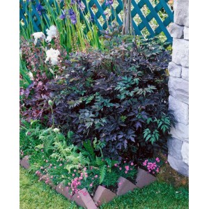 Silberkerze 'Brunette' im Gartenbeet: Dunkle Blätter, weiße Blüten, bienenfreundliche Staude.