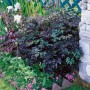 Silberkerze 'Brunette' im Gartenbeet: Dunkle Blätter, weiße Blüten, bienenfreundliche Staude.