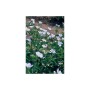 Bodendecker Schnee-Storchschnabel 'Album' mit weißen Blüten im 9cm Topf (60er Set).