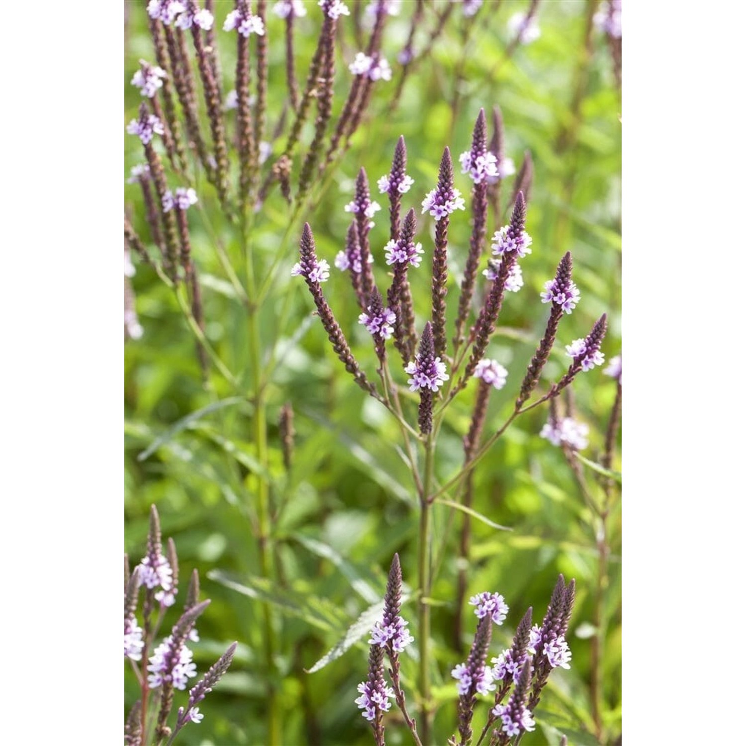 Verbena Hastata Pink Spires Scheinverbene Ca. 9x9 cm Topf günstig online kaufen