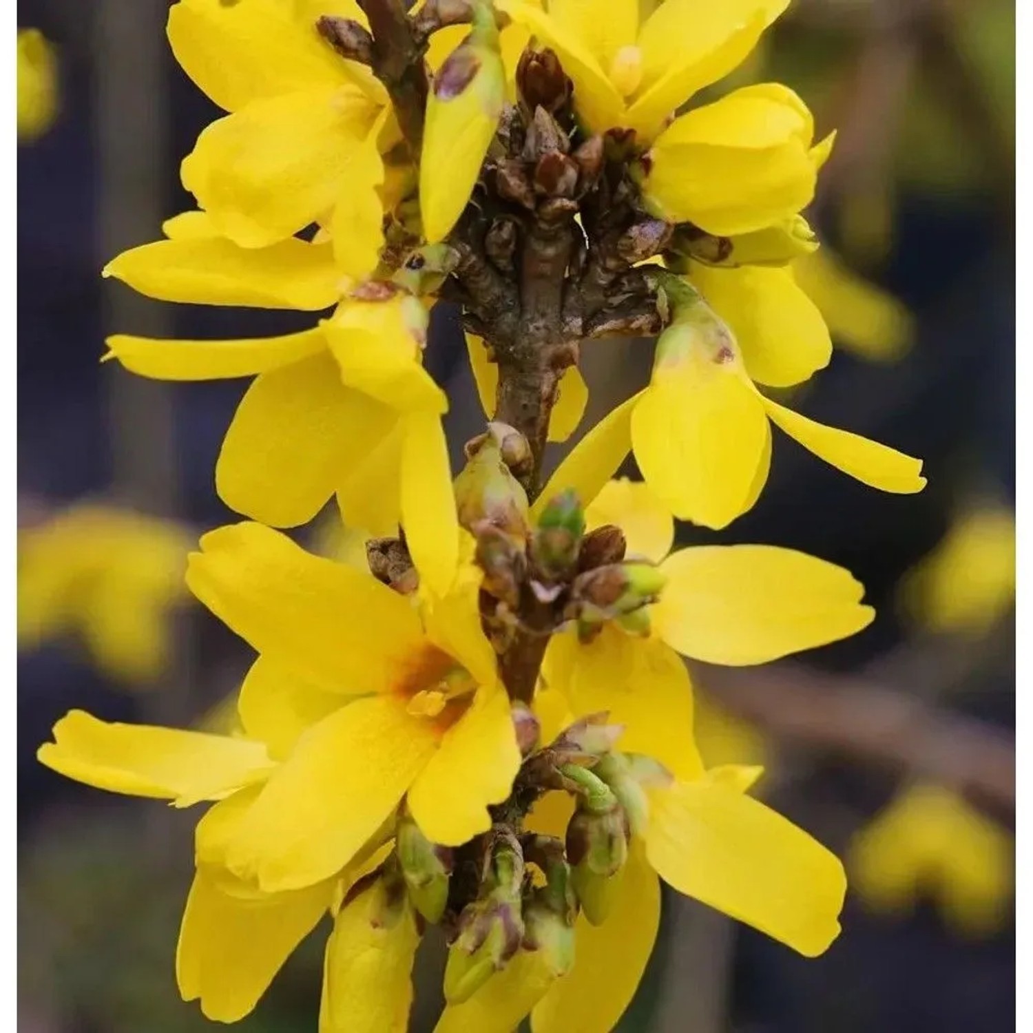 Forsythie Week End 100-125cm - Forsythia intermedia