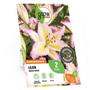 Lilie Oriental Hocus Pocus von GROW by OBI, rosa-weiße Blüte, Höhe ca. 80cm.