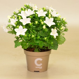 Glockenblume Atlanta White im Topf, weiße Blüten, ca. 20-30 cm hoch.