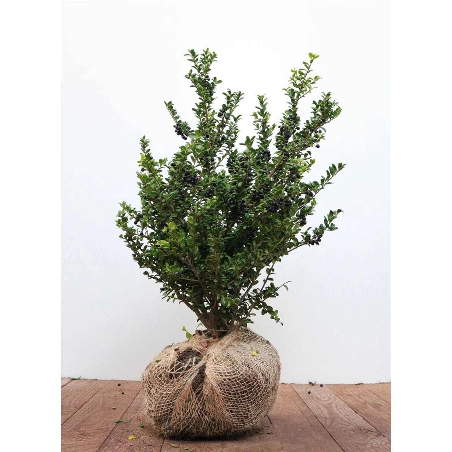 Ilex crenata 'Convexa' 40-50 cm günstig online kaufen
