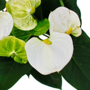 Nahaufnahme der weißen Flamingoblume 'Sierra White' (Anthurium andreanum) im 14cm Topf.