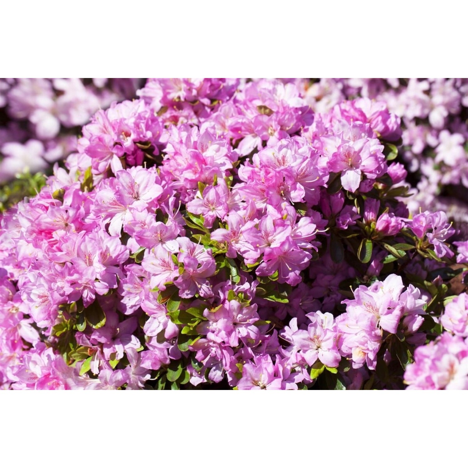 Rhododendron Obtusum Negligé Azalee Rosa Blüten 15–20 cm günstig online kaufen