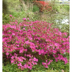 Blühende Japanische Azalee Walters Pinwheel mit pinken Blüten im Garten.
