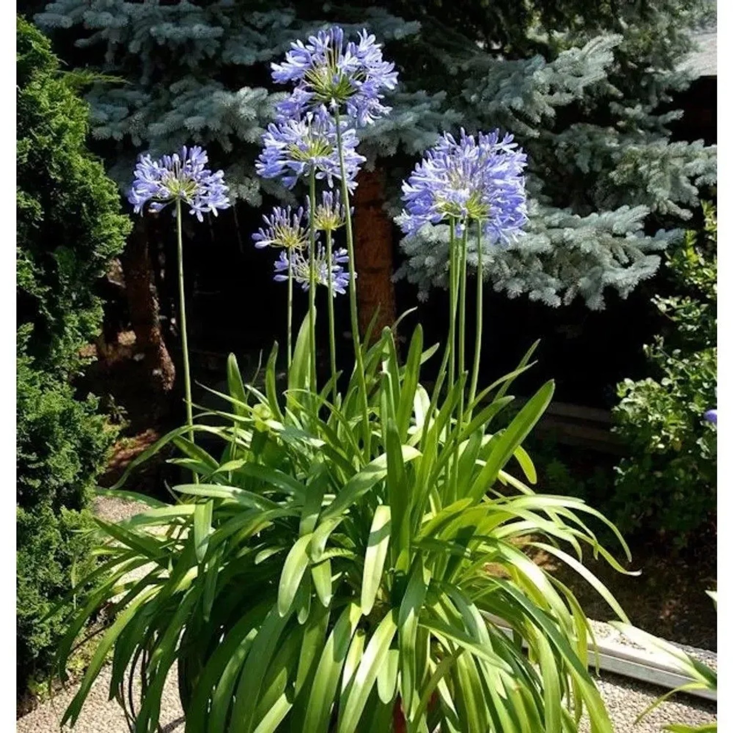 Liebesblume Schmucklilie  - großer Topf - Agapanthus africanus