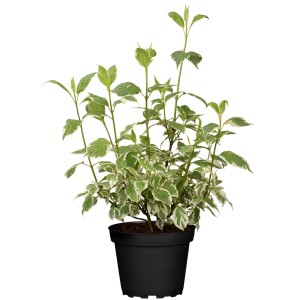 Hartriegel Elegantissima im Topf, ca. 40-60 cm hoch, mit weiß umrandeten Blättern.