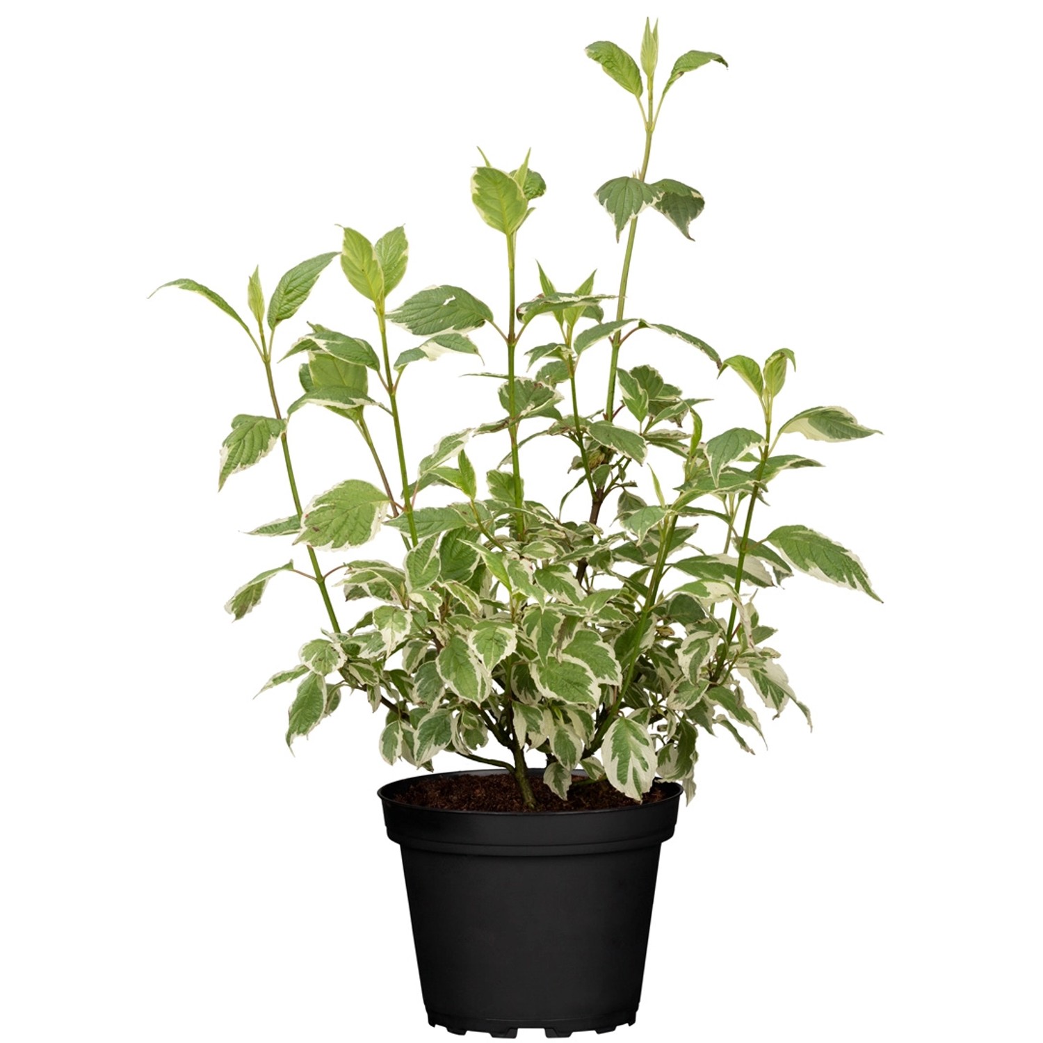 Hartriegel Elegantissima Weiß Höhe ca. 40 - 60 cm Topf ca. 3,5 l Cornus günstig online kaufen