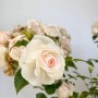 Nahaufnahme einer weißen Baumfink Bodendeckerrose 'Aspirin' im Topf.
