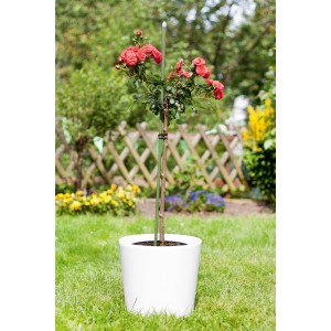 Rose im Topf mit dunkelgrünem Pflanzstab (90 cm). Rankhilfe für Pflanzen.