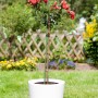 Rose im Topf mit dunkelgrünem Pflanzstab (90 cm). Rankhilfe für Pflanzen.