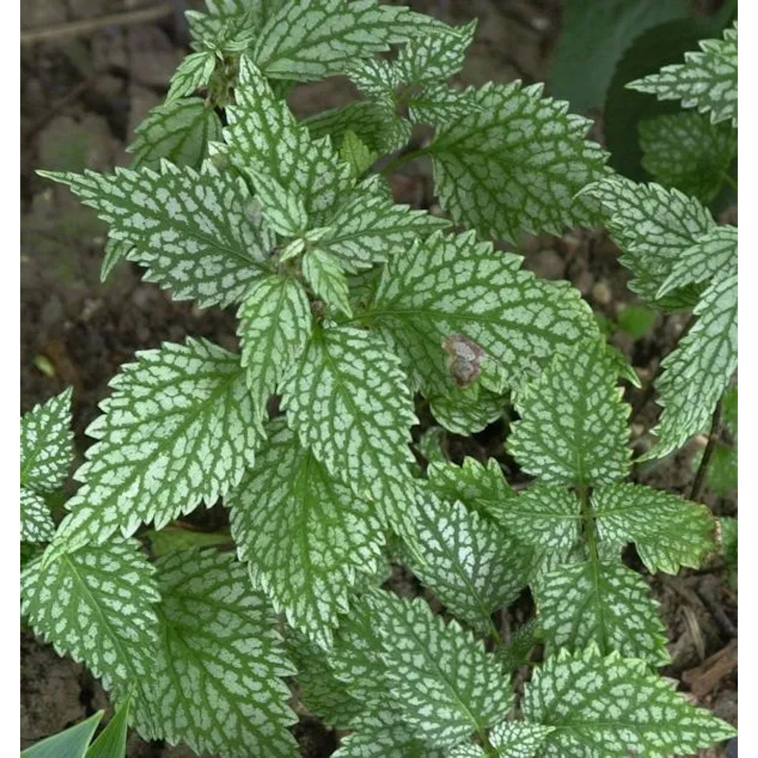 Goldnessel Silberteppich - Lamiastrum galeobdolon