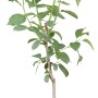 Junge Pflaume 'Hauszwetsche Dunkelblau' im Topf, ca. 120-140 cm hoch.
