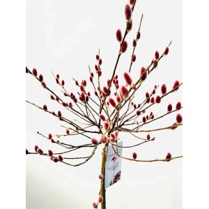 Salix Rotkätzchen Weide mit roten Kätzchen, Stammhöhe 75 cm.