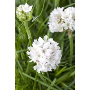 Armeria Maritima 'Armada White' Grasnelke im 9x9 cm Topf mit weißen Blüten.