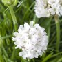Armeria Maritima 'Armada White' Grasnelke im 9x9 cm Topf mit weißen Blüten.