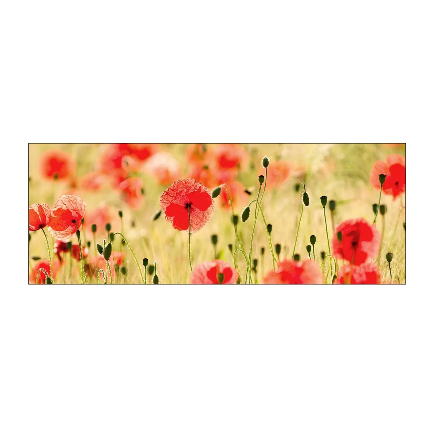 MySpotti Küchenrückwand Profix Cucina Mohnet 160 x 60 cm Mohnblüte