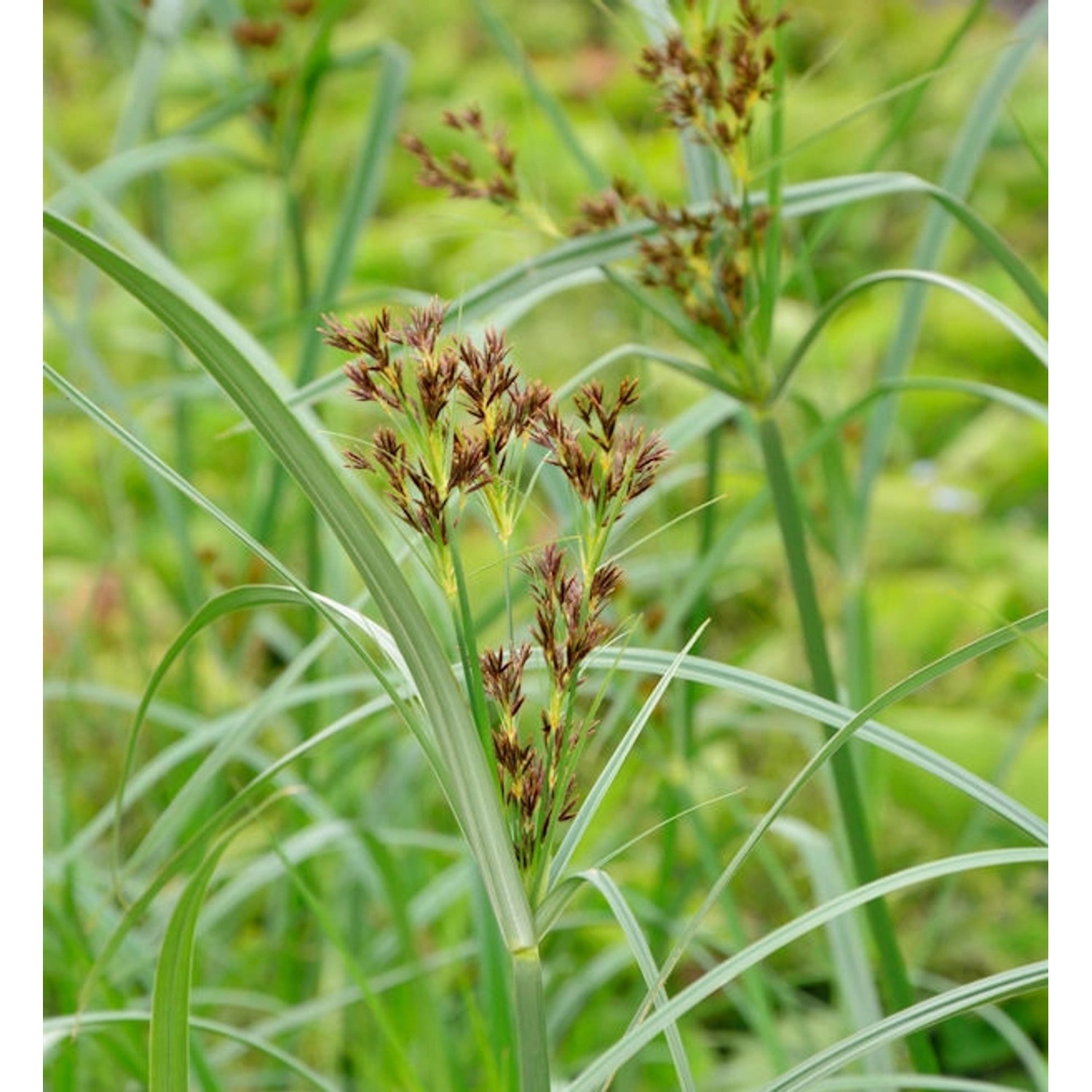 Hohes Zypergras - Cyperus longus günstig online kaufen